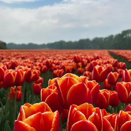 Egmond Casa de Férias *